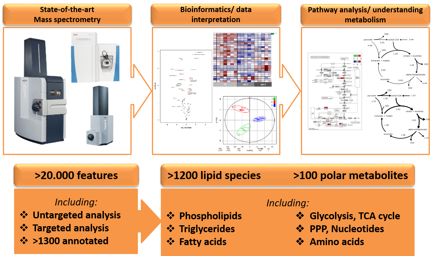 Explanation of Metabolomics