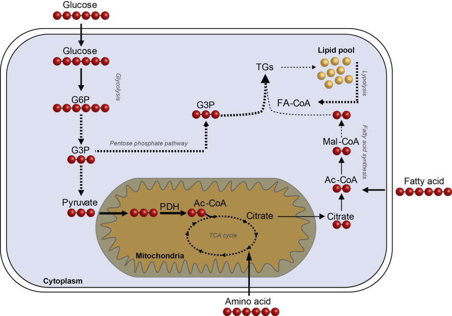 Figure 1. Schematic overview of fluxomics of the central carbon metabolism - The incorporation of 13C-labeled substrates into intermediate metabolites to determine metabolic fluxes in central carbon metabolism, making use of mass isotopomer distribution analysis (MIDA). The red dots indicate the 13C-label which is introduced into the pathway via either glucose, amino acids or fatty acids. In this way, metabolic flexibility and substrate specificity can be determined.