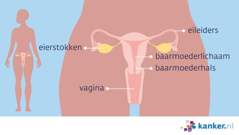 Afbeelding Inwendige vrouwelijke geslachtsorganen