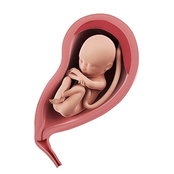 week 27 ontwikkeling foetus