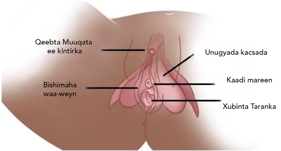 A diagram of a person's body
Description automatically generated