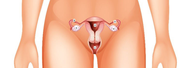 1=vagina 2=baarmoeder 3=eileiders 4=eierstokken