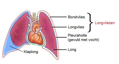 Afbeelding met tekenfilm, diagram
Automatisch gegenereerde beschrijving