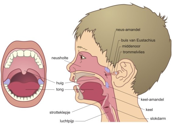 A diagram of a child's body
Description automatically generated with low confidence