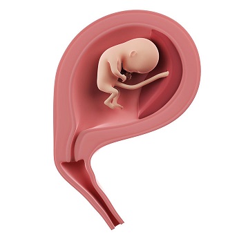 week 14 ontwikkeling foetus