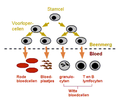 Afbeelding met tekst, schermopname, cirkel, Lettertype