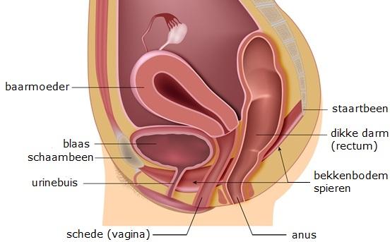Ervaringen na baarmoederverwijdering | Baarmoeder. 2020-03-30