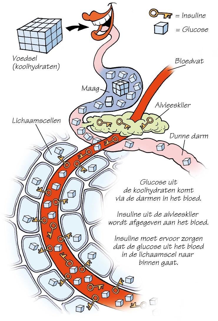 Afb 1 Diabetes bij CF