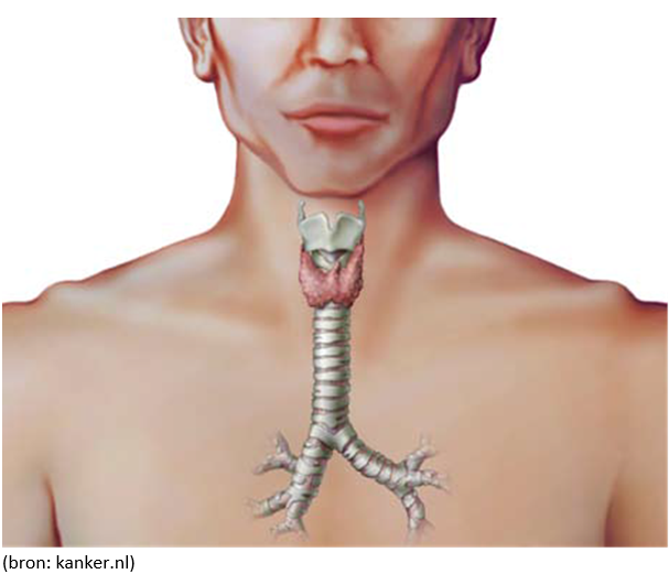 Afbeelding met reptiel, hagedis, kaak, huid
Door AI gegenereerde inhoud is mogelijk onjuist.